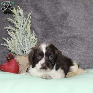 Silver, Cocker Spaniel Puppy